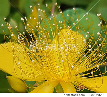 Yellow willow blossoms 138339648