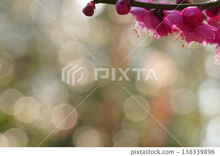 鮮豔的紅色梅花在夢幻般的散景背景下綻放。 鮮豔的紅色梅花在夢幻般的散景背景下綻放。 138339896
