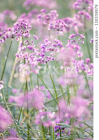 Rakkyo flowers (produced in Hokuei Town, Tottori Prefecture) Rakkyo flowers (produced in Hokuei Town, Tottori Prefecture) 138339979