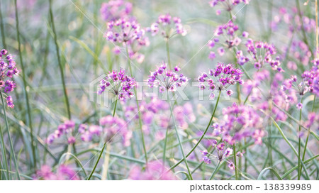 Rakkyo flowers (produced in Hokuei Town, Tottori Prefecture) Rakkyo flowers (produced in Hokuei Town, Tottori Prefecture) 138339989