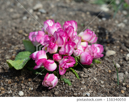 Primrose flowers that were just planted in the ground 138340050