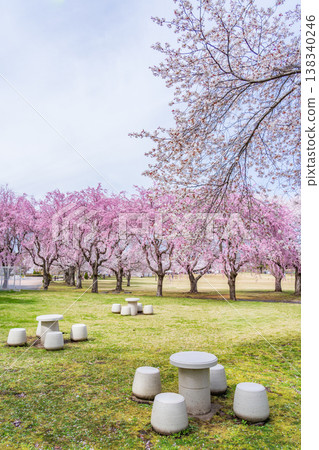 青森縣八戶市八戶公園和兒童之國的春日景色 青森縣八戶市八戶公園和兒童之國的春日景色 138340246