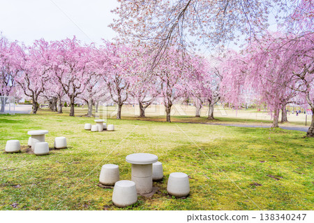 青森縣八戶市八戶公園和兒童之國的春日景色 青森縣八戶市八戶公園和兒童之國的春日景色 138340247