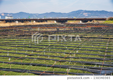 Tea plantations on the left bank of the Kizu River, Yawata City, Kyoto Prefecture 138340365