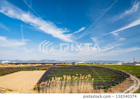 Tea plantations on the left bank of the Kizu River, Yawata City, Kyoto Prefecture Tea plantations on the left bank of the Kizu River, Yawata City, Kyoto Prefecture 138340374