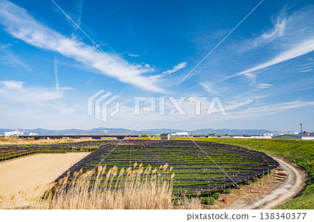 Tea plantations on the left bank of the Kizu River, Yawata City, Kyoto Prefecture 138340377