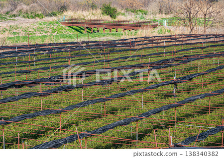 Tea plantations on the left bank of the Kizu River, Yawata City, Kyoto Prefecture 138340382