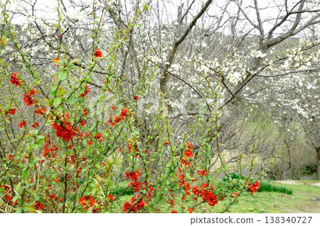 Red quince and white Rikyu plum Red quince and white Rikyu plum 138340727