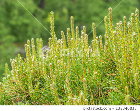 Green small pine trees with fresh shoots in spring or summer Green small pine trees with fresh shoots in spring or summer 138340835