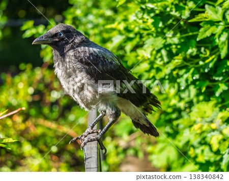 A crow chick, a small crow has fallen out of its nest and is sitting scared on a branch near the ground. A crow chick, a small crow has fallen out of its nest and is sitting scared on a branch near the ground. 138340842