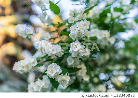 Mock Orange Philadelphus coronarius shrub flowering in spring 138340858
