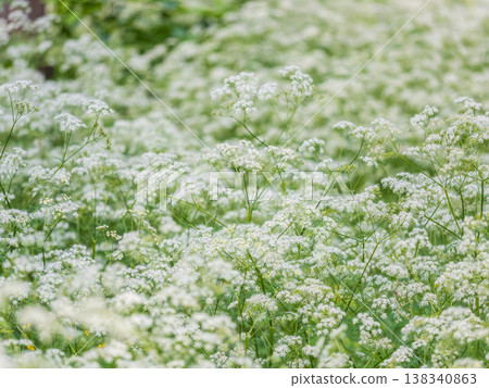 A meadow of white, fragrant, delicate, beautiful flowers (Anthriscus sylvestris) in the forest in summer A meadow of white, fragrant, delicate, beautiful flowers (Anthriscus sylvestris) in the forest in summer 138340863