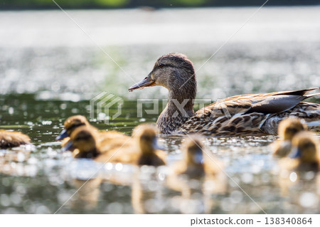 A family of ducks, a duck and its little ducklings are swimming in the water. The duck takes care of its newborn ducklings. Mallard, lat. Anas platyrhynchos A family of ducks, a duck and its little ducklings are swimming in the water. The duck takes care of its newborn ducklings. Mallard, lat. Anas platyrhynchos 138340864