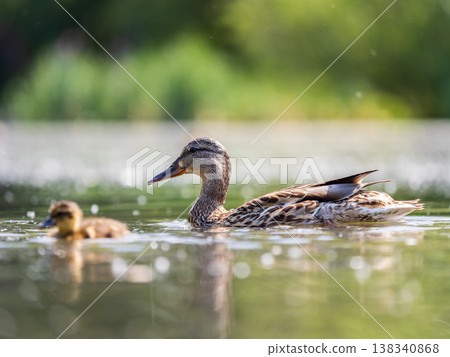 A family of ducks, a duck and its little ducklings are swimming in the water. The duck takes care of its newborn ducklings. Mallard, lat. Anas platyrhynchos 138340868