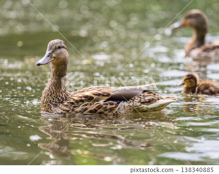 A family of ducks, a duck and its little ducklings are swimming in the water. The duck takes care of its newborn ducklings. Mallard, lat. Anas platyrhynchos 138340885