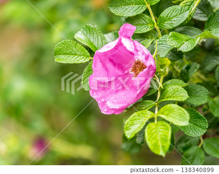 Blooming rosehip flower, beautiful pink flower on a bush branch. Beautiful natural background of blooming greenery. Blooming rosehip flower, beautiful pink flower on a bush branch. Beautiful natural background of blooming greenery. 138340899