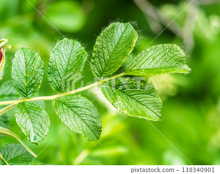 Rosehip in the spring. Young leaves of wild rose in spring. Rosehip bush. 138340901