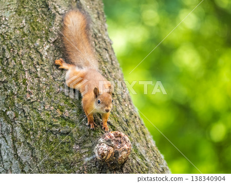 Portrait of a squirrel on a tree trunk Portrait of a squirrel on a tree trunk 138340904