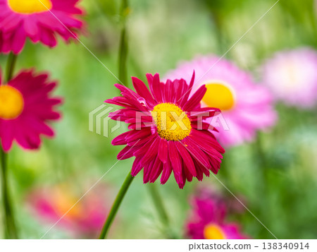 Red Painted Daisies flowers, latin name Tanacetum coccineum or Chrysanthemum coccineus, are old-fashioned perennials. Red Painted Daisies flowers, latin name Tanacetum coccineum or Chrysanthemum coccineus, are old-fashioned perennials. 138340914