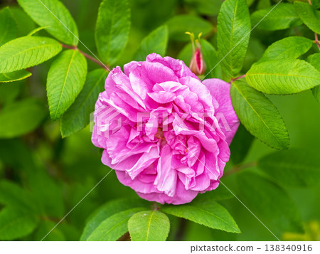 Blooming rosehip flower, beautiful pink flower on a bush branch. Beautiful natural background of blooming greenery. 138340916