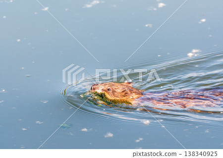 Muskrat, Ondatra zibethicuseats swiming at the surface of the lake water. Muskrat, Ondatra zibethicuseats swiming at the surface of the lake water. 138340925