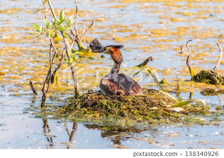 Great Crested Grebe, Podiceps cristatus, water bird sitting on the nest, nesting time on the green lake Great Crested Grebe, Podiceps cristatus, water bird sitting on the nest, nesting time on the green lake 138340926