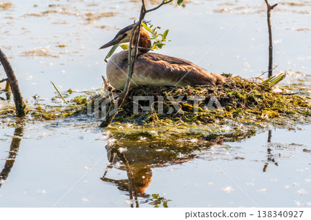 Great Crested Grebe, Podiceps cristatus, water bird sitting on the nest, nesting time on the green lake 138340927