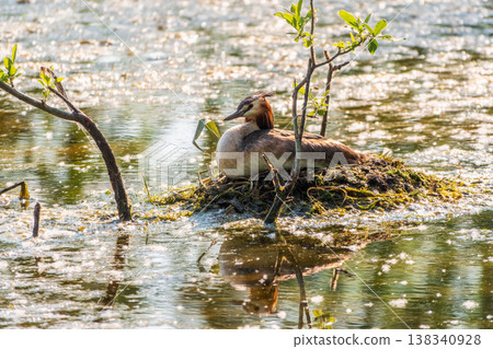 Great Crested Grebe, Podiceps cristatus, water bird sitting on the nest, nesting time on the green lake Great Crested Grebe, Podiceps cristatus, water bird sitting on the nest, nesting time on the green lake 138340928