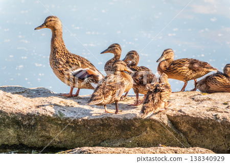 Adult duck with many ducklings sits on green shore of pond Adult duck with many ducklings sits on green shore of pond 138340929