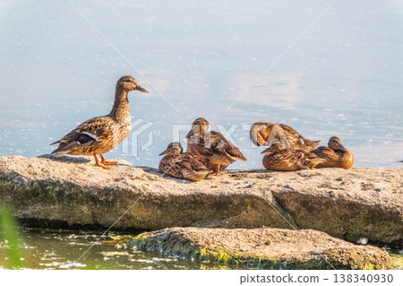 Adult duck with many ducklings sits on green shore of pond Adult duck with many ducklings sits on green shore of pond 138340930