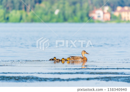 A family of ducks, a duck and its little ducklings are swimming in the water. The duck takes care of its newborn ducklings. Mallard, lat. Anas platyrhynchos A family of ducks, a duck and its little ducklings are swimming in the water. The duck takes care of its newborn ducklings. Mallard, lat. Anas platyrhynchos 138340940
