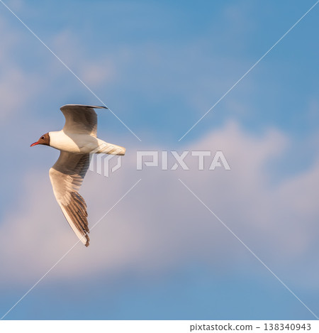 Beautiful Black Headed Gull, in elegant flight over blue water Beautiful Black Headed Gull, in elegant flight over blue water 138340943