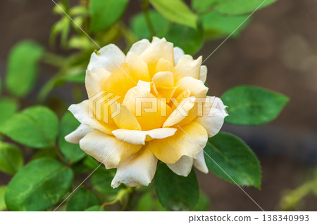 Close-up of a yellow rose on green background 138340993