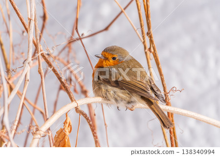 Cute bird the European Robin, Erithacus rubecula. sitting on the tree branch in winter. Cute bird the European Robin, Erithacus rubecula. sitting on the tree branch in winter. 138340994