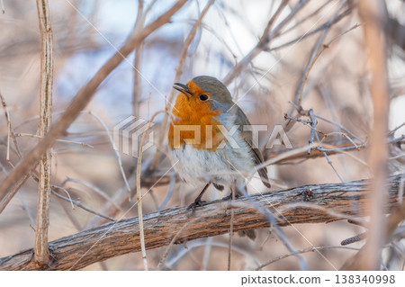 Cute bird the European Robin, Erithacus rubecula. sitting on the tree branch in winter. Cute bird the European Robin, Erithacus rubecula. sitting on the tree branch in winter. 138340998