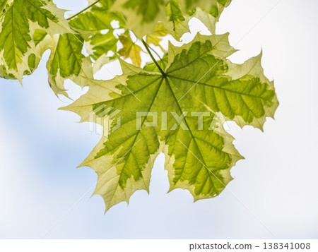 Green and white foliage of Norway Maple 'Drummondii' - Acer platanoides Variegata Green and white foliage of Norway Maple 'Drummondii' - Acer platanoides Variegata 138341008