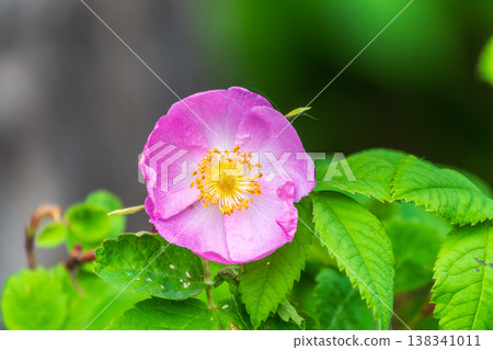 Blooming rosehip flower, beautiful pink flower on a bush branch. Beautiful natural background of blooming greenery. 138341011