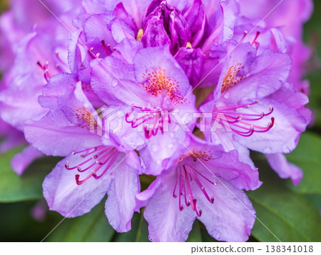 Pink flowers of Siberian rhododendron copy space. Rhododendron dauricum. Spring flowering of Altai rhododendron. 138341018
