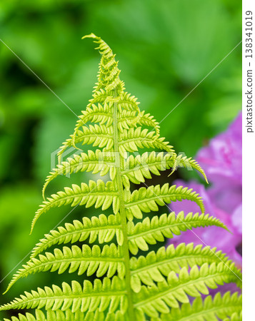 Natural green young ostrich fern or shuttlecock fern 138341019