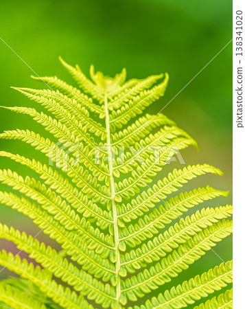Natural green young ostrich fern or shuttlecock fern Natural green young ostrich fern or shuttlecock fern 138341020