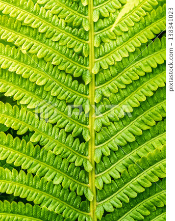 Natural green young ostrich fern or shuttlecock fern Natural green young ostrich fern or shuttlecock fern 138341023