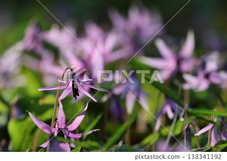 Katakuri花 Katakuri花 138341192