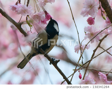 Great tit perching on a cherry tree 138341264