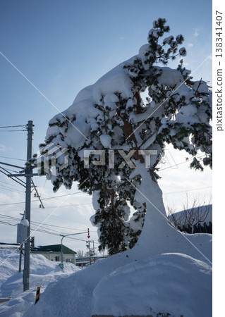 Snow-covered trees Snow-covered trees 138341407