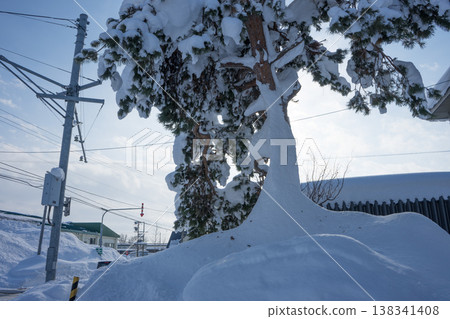 Snow-covered trees Snow-covered trees 138341408
