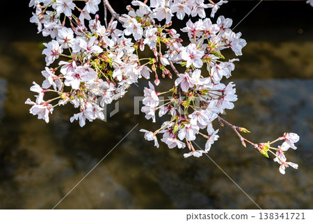 Nikaryo Canal Cherry Blossom Festival (Tama Ward, Kawasaki City) 138341721