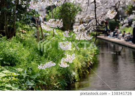 尼卡里奧運河櫻花節（川崎市多摩區）6 138341726