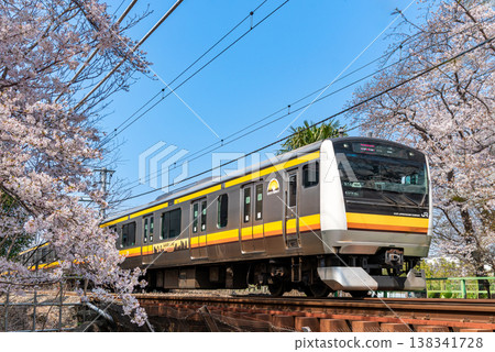 JR南部線列車以2速穿越盛開的櫻花田。 138341728