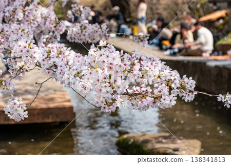 Nikaryo Canal Cherry Blossom Festival (Tama Ward, Kawasaki City) 10 Nikaryo Canal Cherry Blossom Festival (Tama Ward, Kawasaki City) 10 138341813