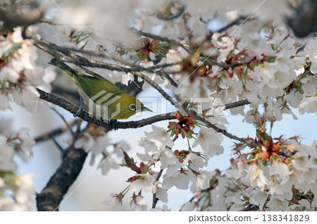 Nightingale and Flowers 138341829
